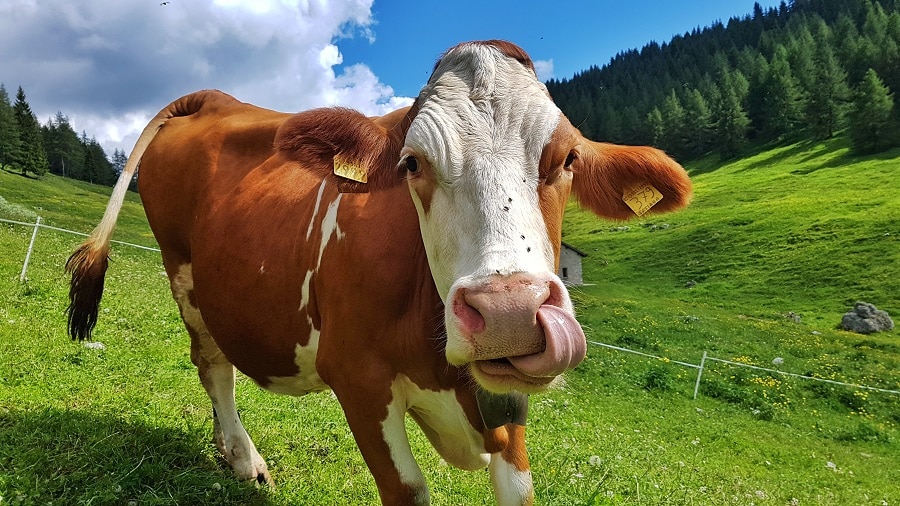 adopt cow online