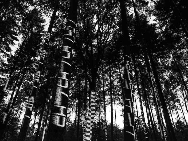 piegaro talking forest IOT