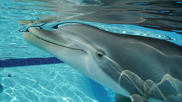 dolphins robots usa aquariums