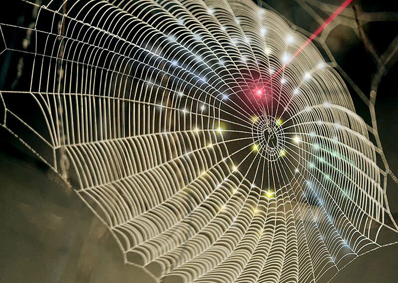 Why Spiders Put Designs in Their Webs
